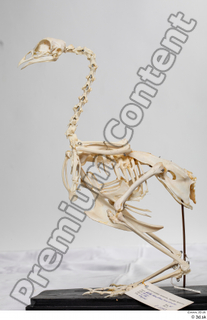 Chicken skeleton chicken skeleton 0001.jpg